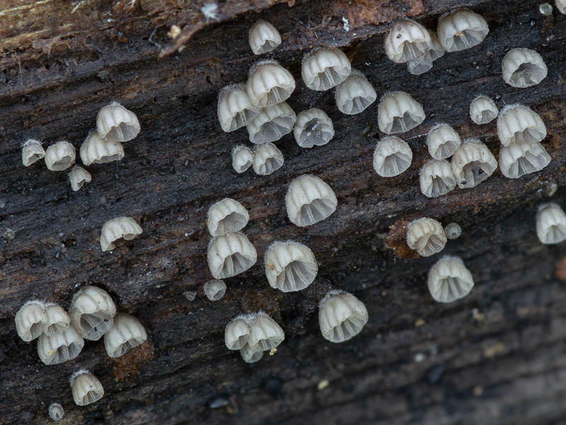 Resupinatus striatulus